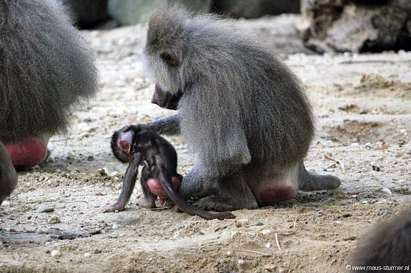 2010-08-24 (656) Aanranding en mishandeling gebeurd ook in de apenwereld.jpg